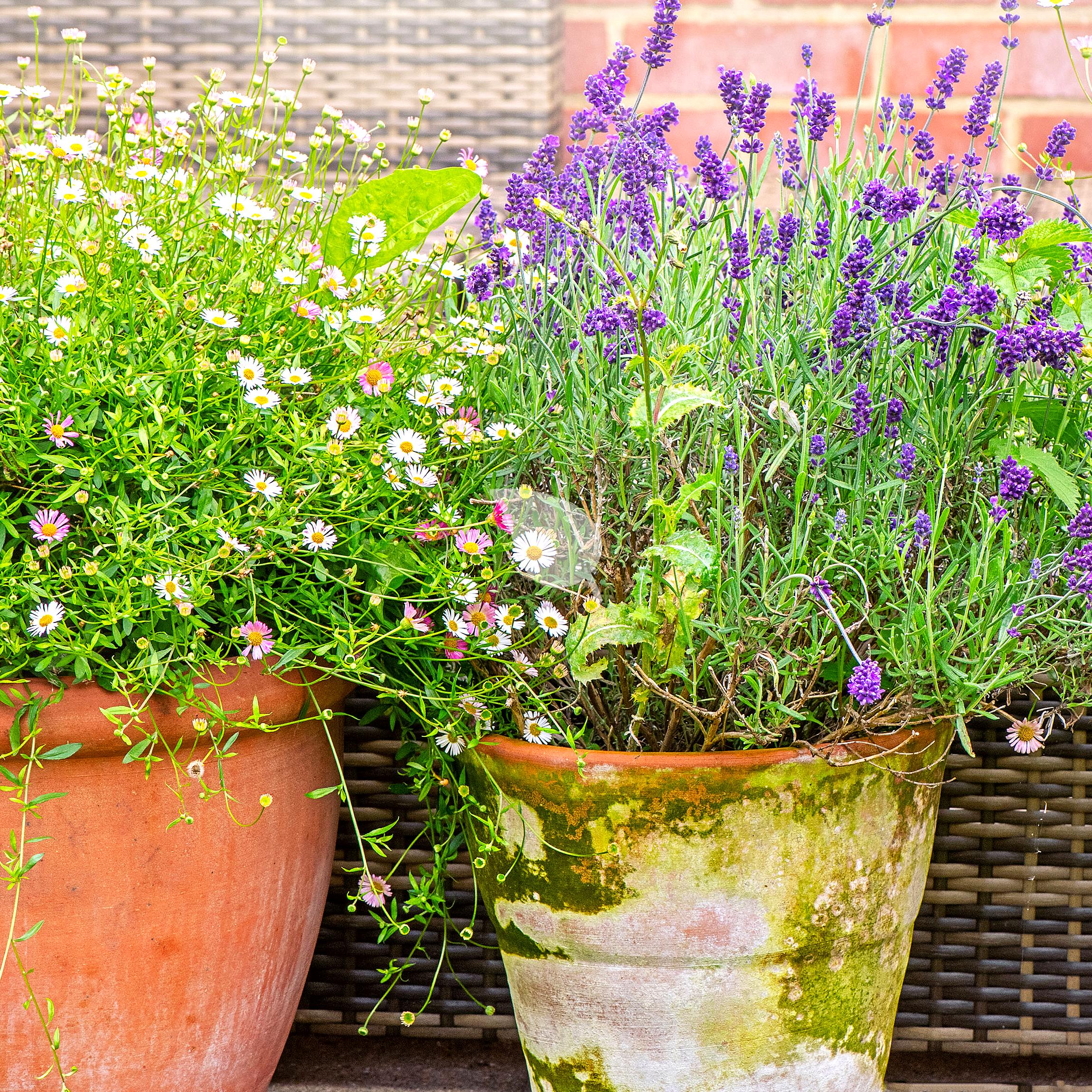 Container garden with native pollinator plants on balcony