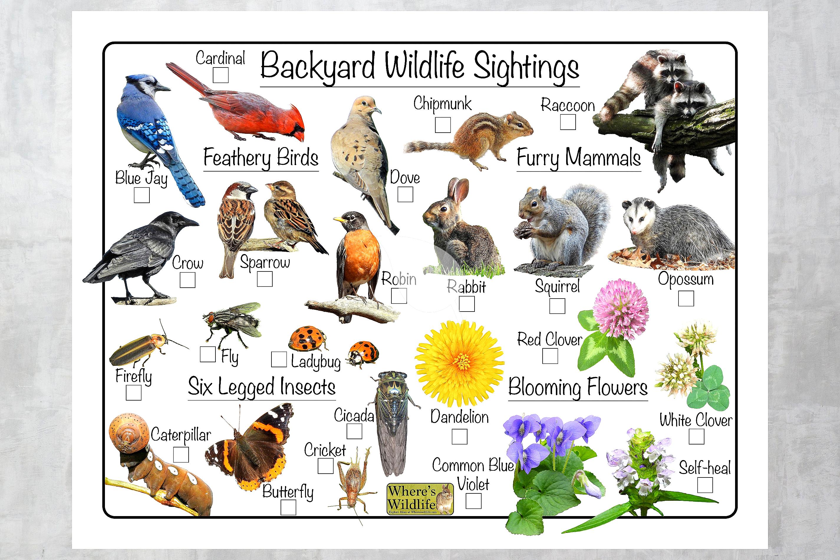 Infographic showing steps to observe backyard wildlife