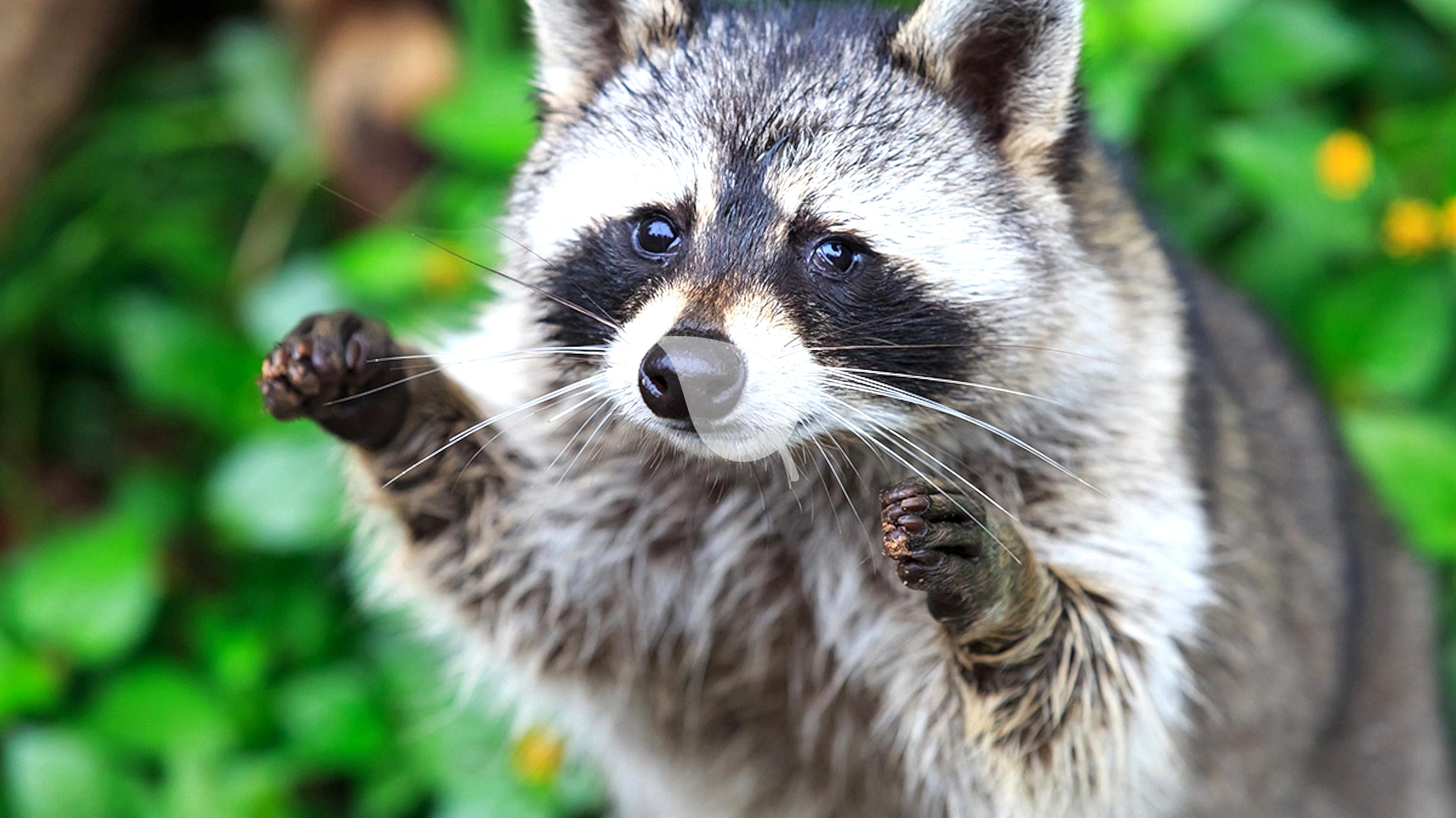 create-a-backyard-wildlife-sanctuary-a-kids-step-by-step-guide